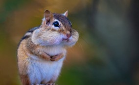 chipmunk
