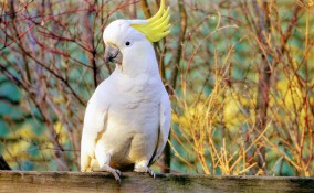 cacatua