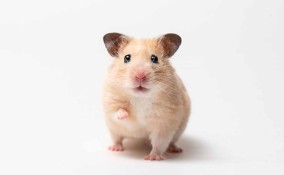 criceto più socievole