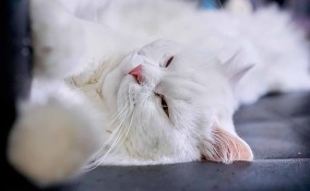 Perché il gatto vuole le coccole di notte?