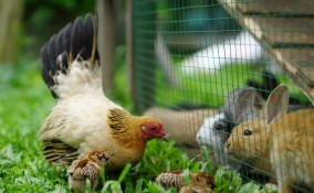 animali da fattoria domestici