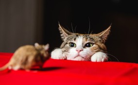 gatto e topo