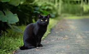 gatti escono di casa da soli