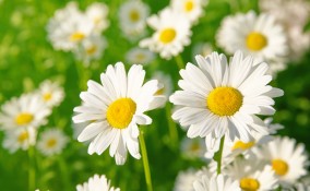 decorazioni margherite fai da te