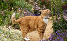 Giardino per il gatto