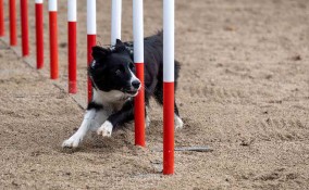 agility dog 