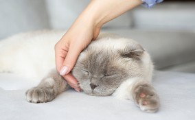 gatti motivi passione 