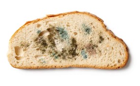 muffa nel cibo
