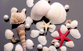 conchiglie e sassi al mare
