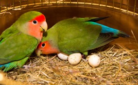 uova pappagalli