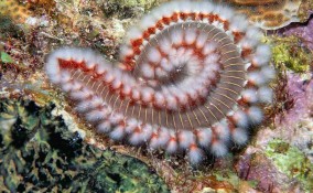 vermocane