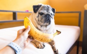 cane con banana