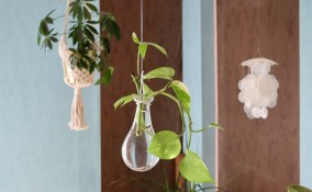 piante appese senza terra, piante appese