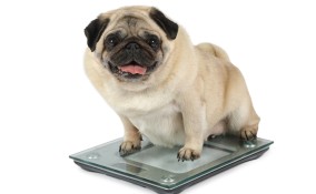 Cane obeso
