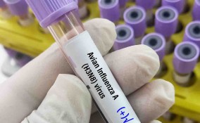 influenza aviaria gatti