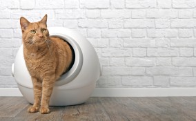 lettiera autopulente