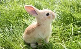 Coniglio