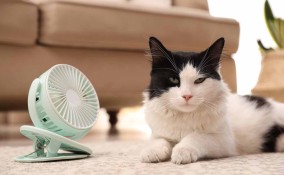 tappeto rinfrescante gatti