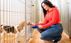 affidamento del cane