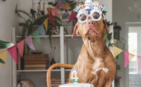 compleanno cane