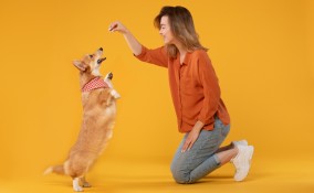 addestratore di cani