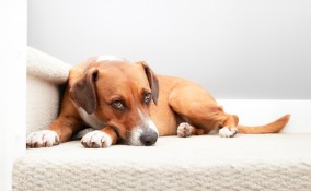 cane non vuole uscire