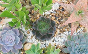 giardino piante grasse bambini