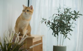 gatto a casa da solo