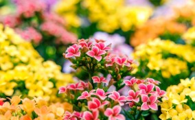 come posso far rifiorire la mia calancola, far rifiorire la calancola 