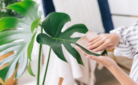 Come pulire le piante