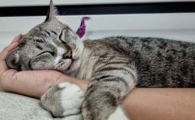 Come capire che un gatto ti ha scelto