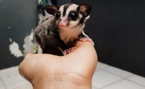 petauro dello zucchero