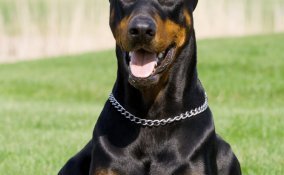Dobermann, cane, descrizione