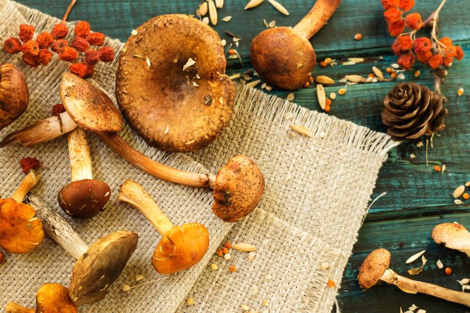 Insalatona con funghi e frutta secca