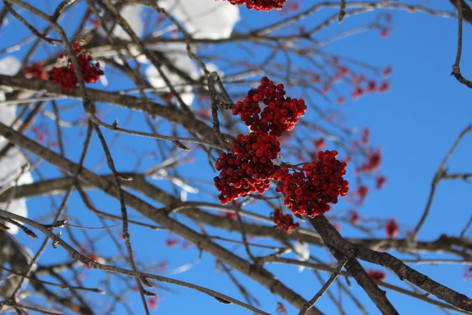 arte culinaria wellness trentino inverno sci