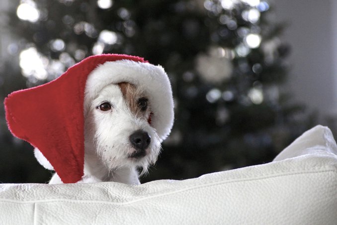 idee-regalo-cane-natale