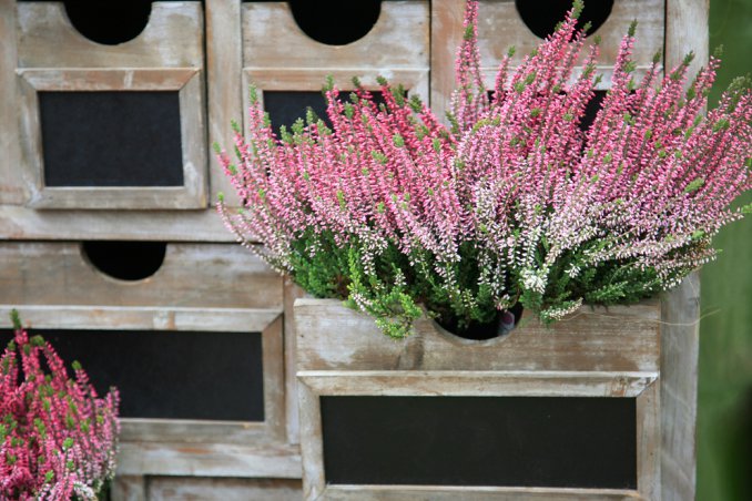 erica piante e fiori invernali