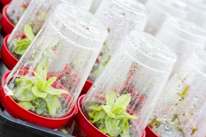 orto-inverno-trucchi-serra