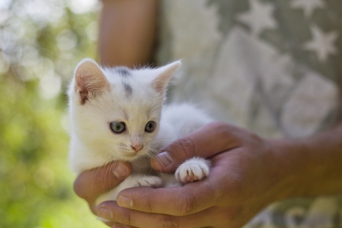 gatto razza felina casa