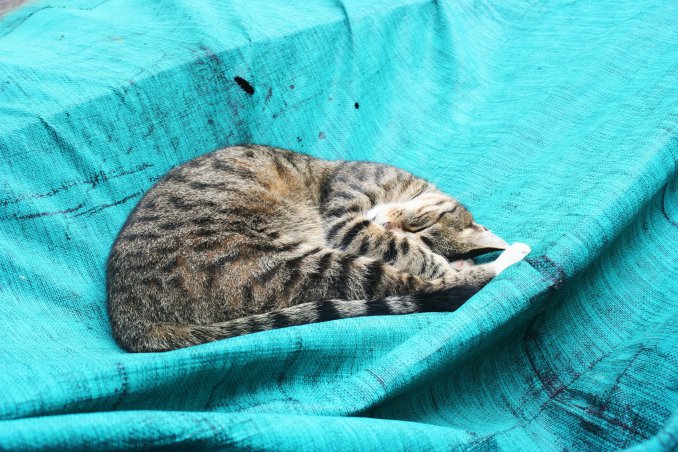 gatto felino predatore pigrizia cucciolo addestramento padrone 