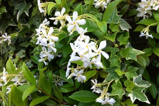 gelsomino rampicante sempreverde profumo fiori bianchi pianta curare sole