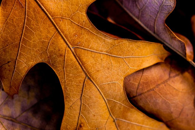 foglie secche compost terriccio autunno giardino concimazione 