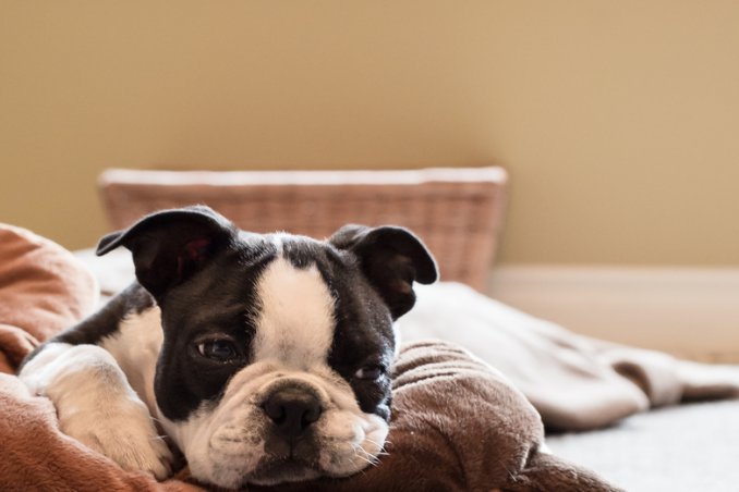 cane gatto pulci cuccia collare cuscino lavaggio