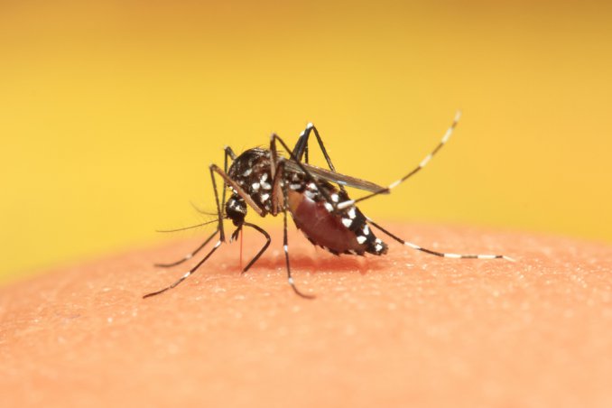 candele zanzariera telo protezione zanzare filtro 