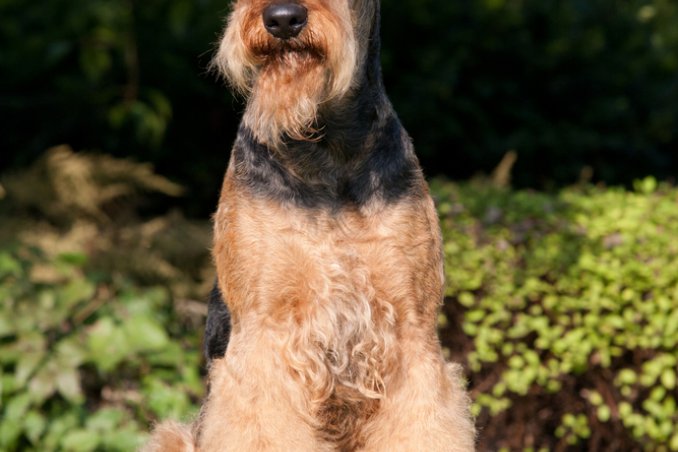 Airedale Terrier, cane, descrizione