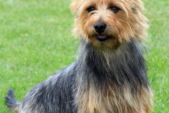 Australian Terrier, cane, descrizione