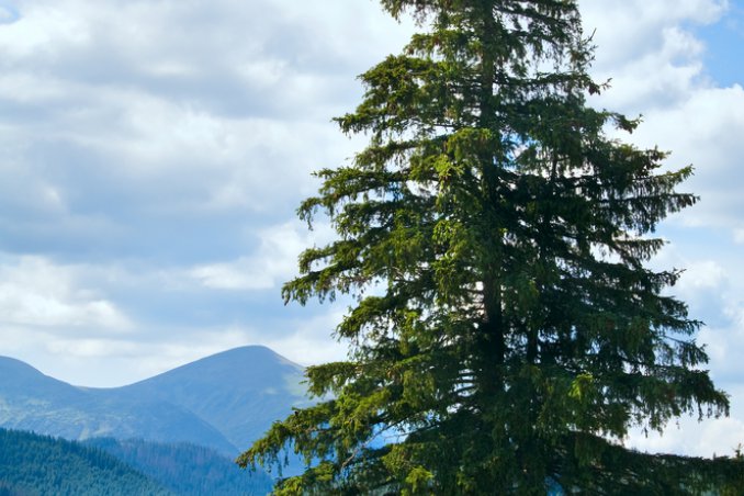 abete rosso albero proprietà salute