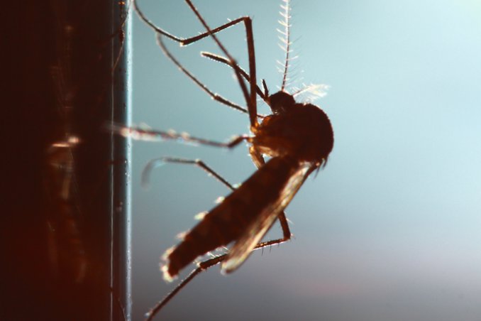 insetti zanzare vespe calabroni autunno estate eliminare allontanare