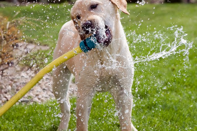 cane gatto animali vacanza proposte consigli cosa fare 