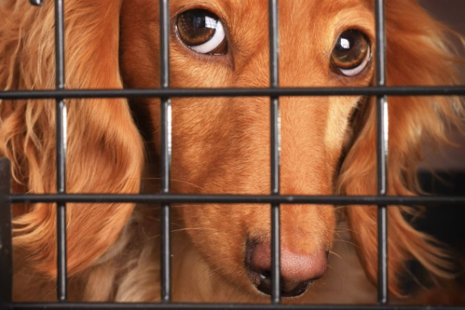 animali cane volo compagnia aerea vacanza informazioni suggerimenti